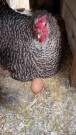 Marianne the Broody Chicken